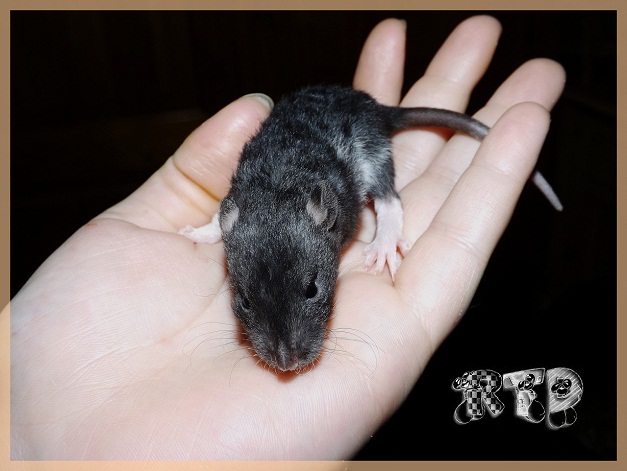 Evolution des ratons Dscf4525