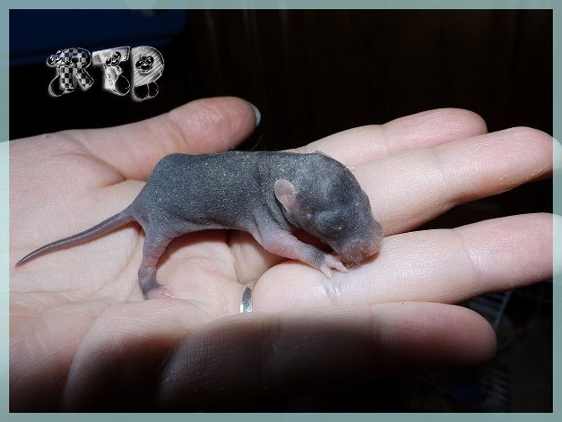 Evolution des ratons Dscf4619