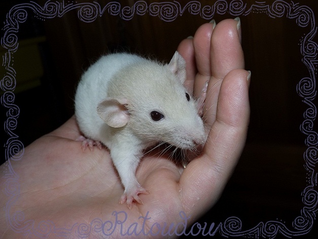 Evolution des ratons Dscf5911