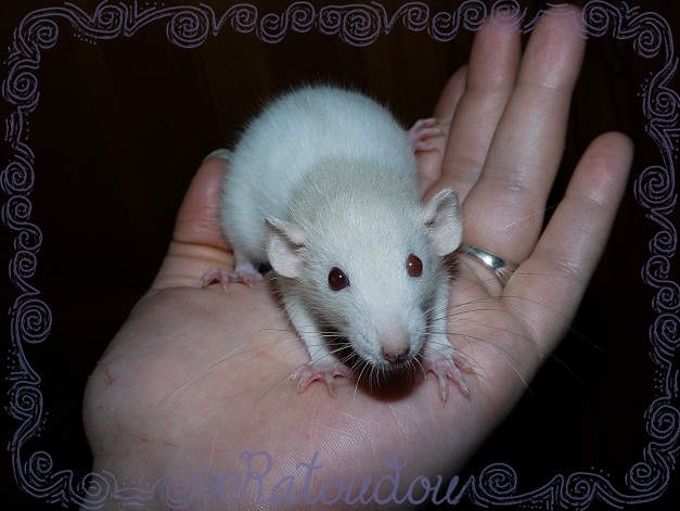 Evolution des ratons Dscf6018