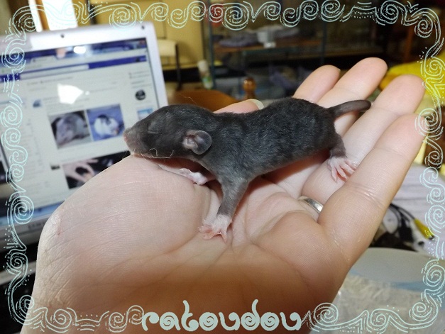 Evolution des ratons Dscf6322