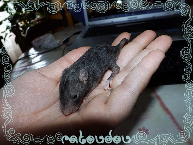 Evolution des ratons Dscf6411
