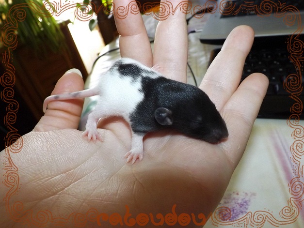 Evolution des ratons Dscf6424