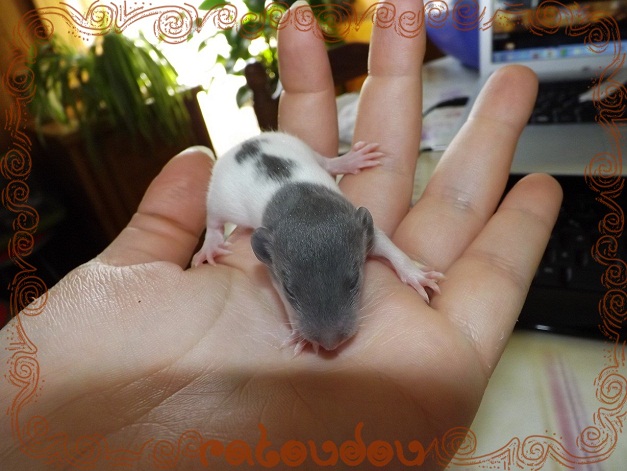 Evolution des ratons Dscf6521