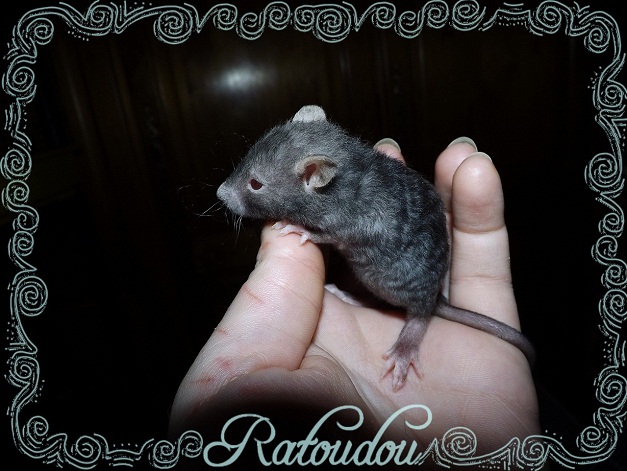 Evolution des ratons Dscf6717