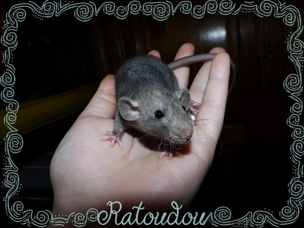 Evolution des ratons Dscf9013