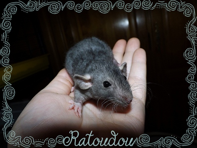 Evolution des ratons Dscf9114