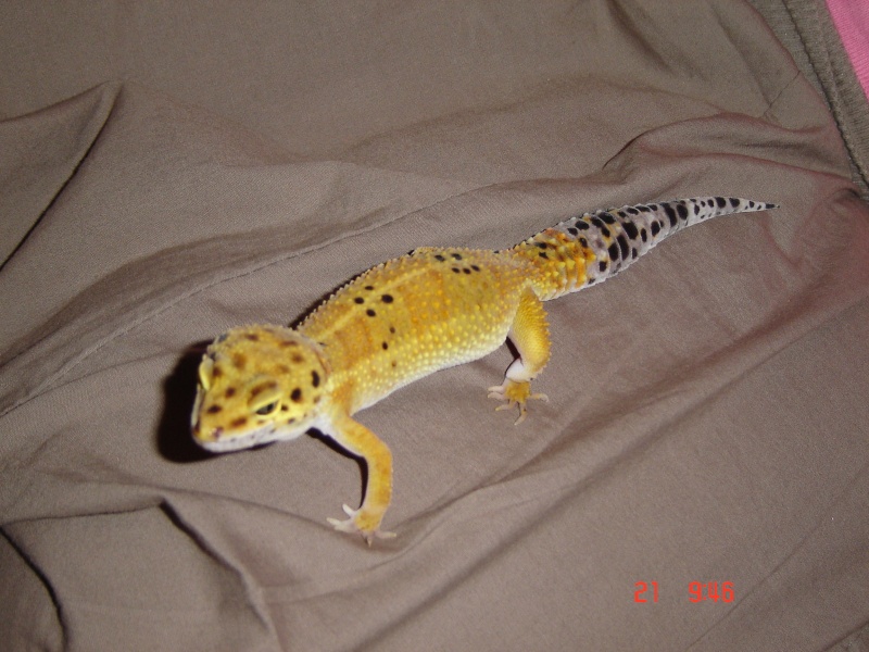quelque photos de ma femelle gecko Gecko_11