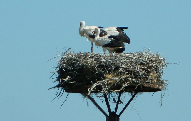 "Nos " oiseaux seulement . Dscn2140