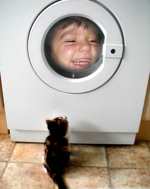 Danger pour le chat le sèche linge ou lave linge - Les dangers de la maison  pour les chats - Nimo