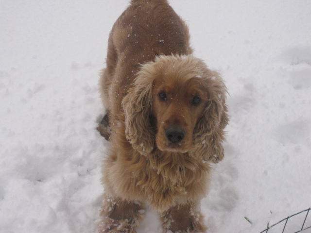 caramel cocker golden male 5 ans region parisienne Copie_11