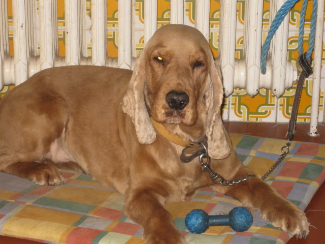 caramel cocker golden male 5 ans region parisienne Img_2010