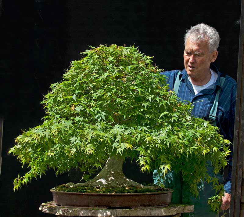 Refurbishing a Japanese Maple - the "Hedge Cutting Method" 2013-014