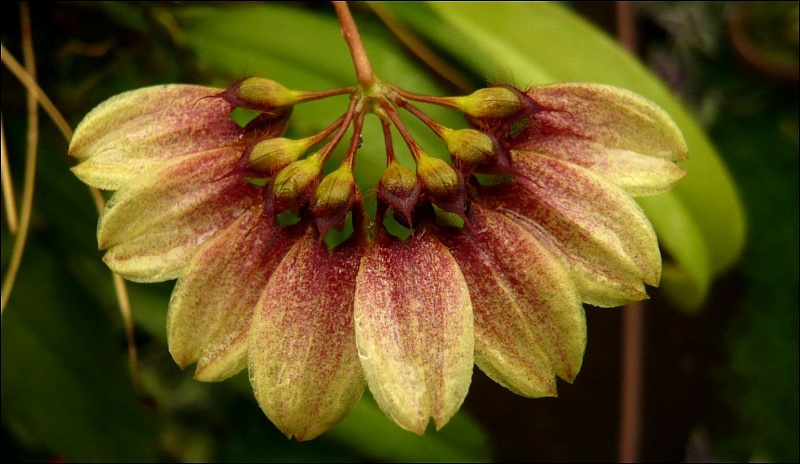 Bulbophyllum lepidum Bulbop10