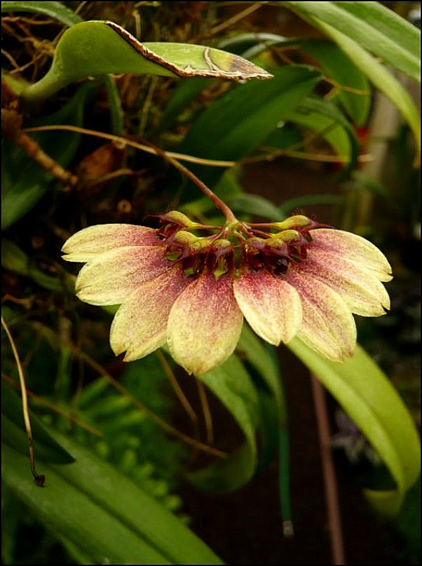 Bulbophyllum lepidum Bulbop11