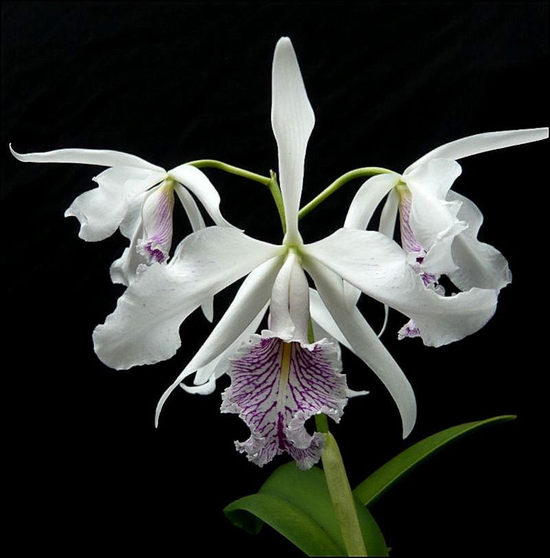 Cattleya maxima Lindl. 1831 Cattle12