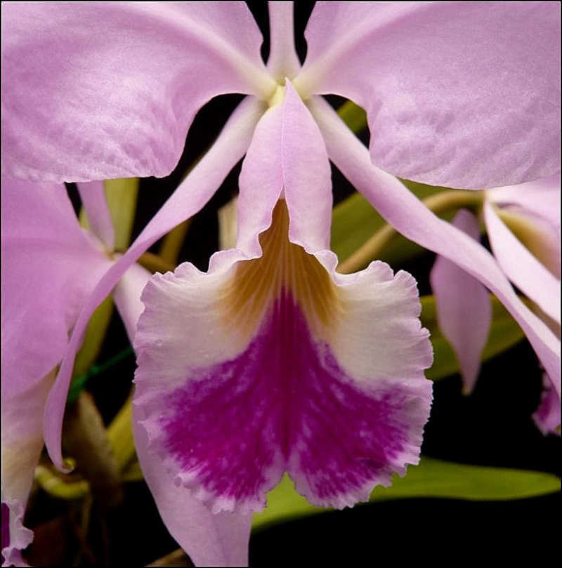 Cattleya warneri Cattle19