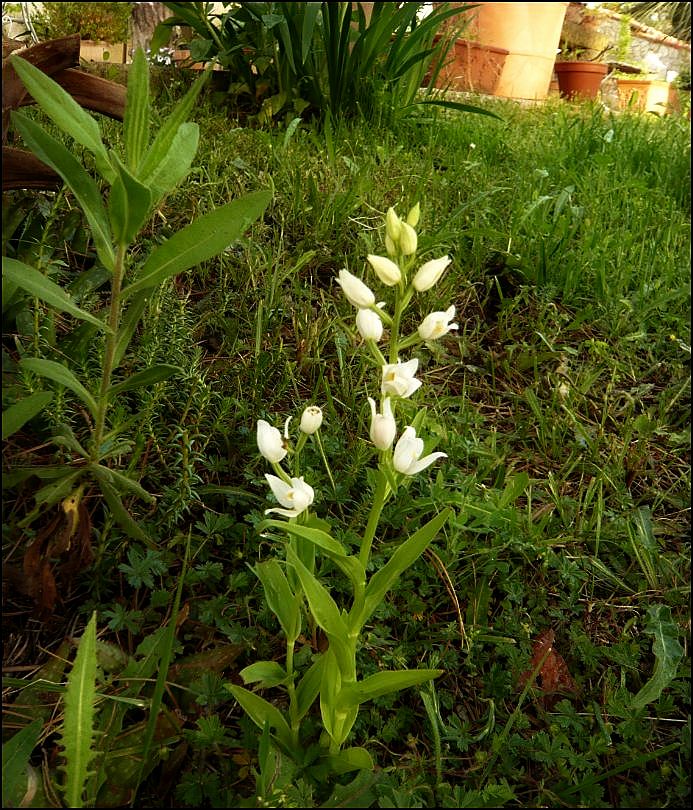 Dans le jardin de Fred : Ophrys bertolonii (aurelia) et Cephalanthera longifolia Cephal10