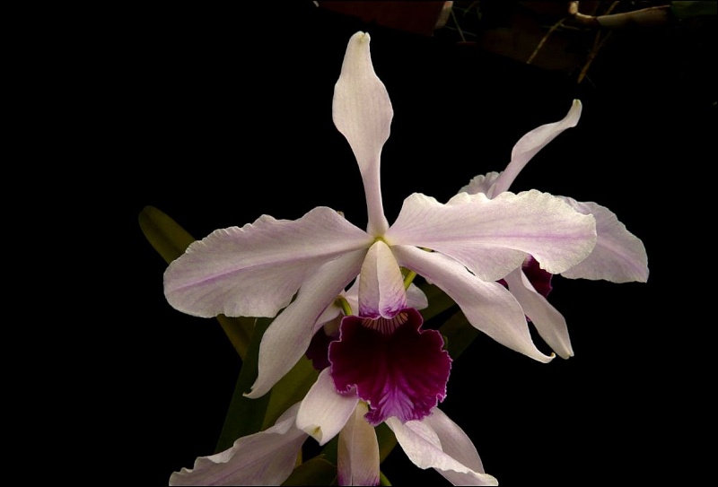 Cattleya (Laelia) purpurata var. venosa Laelia30