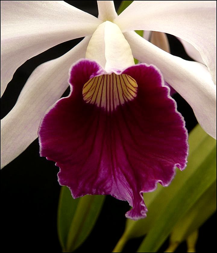 Cattleya (Laelia) purpurata var. venosa Laelia32