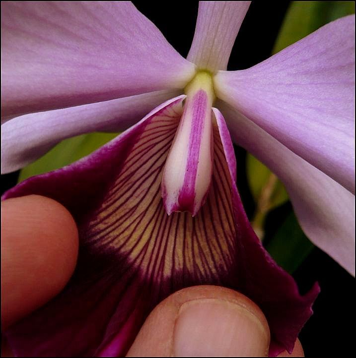 Cattleya (Laelia) purpurata fma. atropurpurea Laelia36