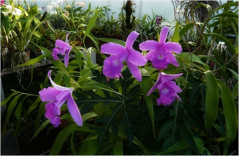 Sobralia macrantha Sobral13