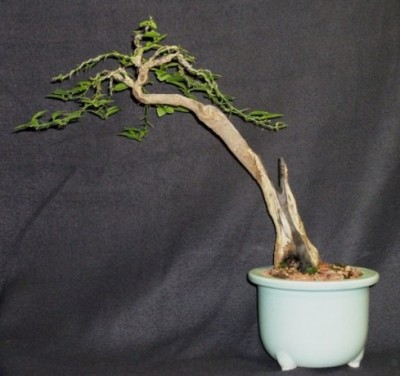 You still have your first bonsai?  - Page 3 Key_li10