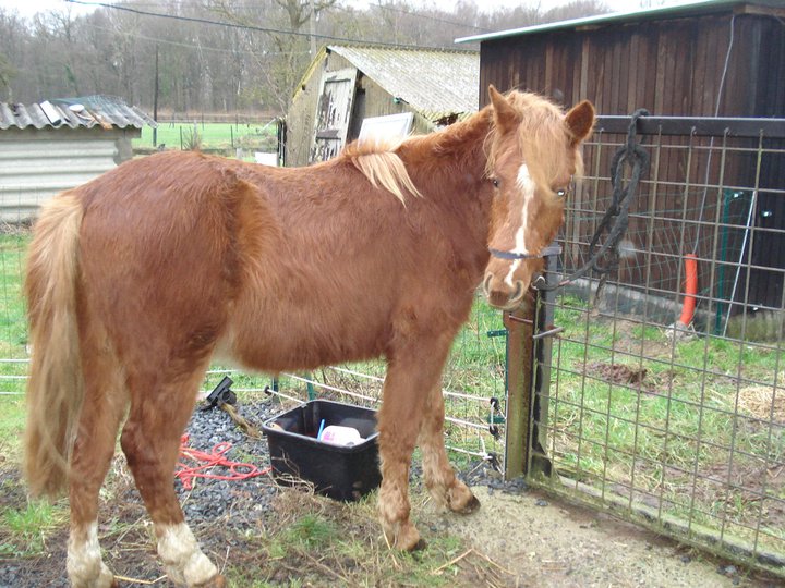 GUUS, est un poney welsh né en mai 2009 (ADOPTE) 16908410