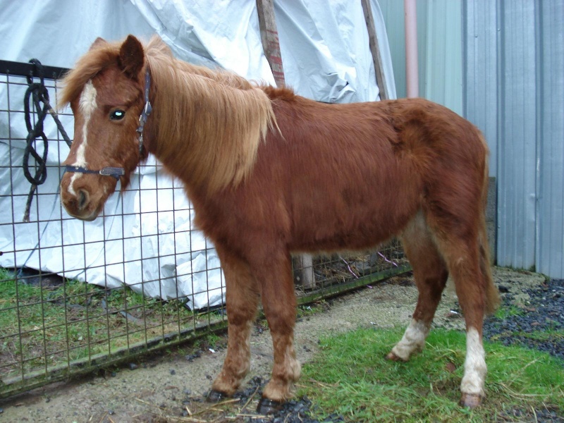 GUUS, est un poney welsh né en mai 2009 (ADOPTE) Dsc06911