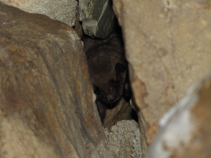 [Grand murin et murin de Natterer] Des chauves-souris dans une grotte !! Img_7412