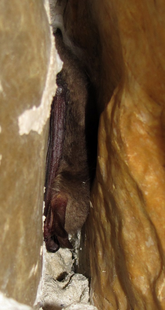 [Grand murin et murin de Natterer] Des chauves-souris dans une grotte !! Img_7413