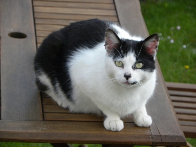 Pompon - chat d'environ 10 ans abandonné lors d'un déménagement (62) 2110