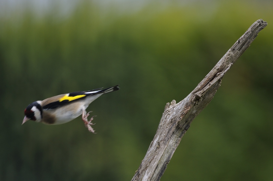 Essais en plein vol (oiseaux) 13042012