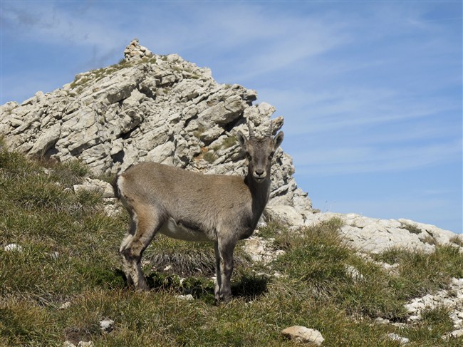 animaux de montagne Rando_10