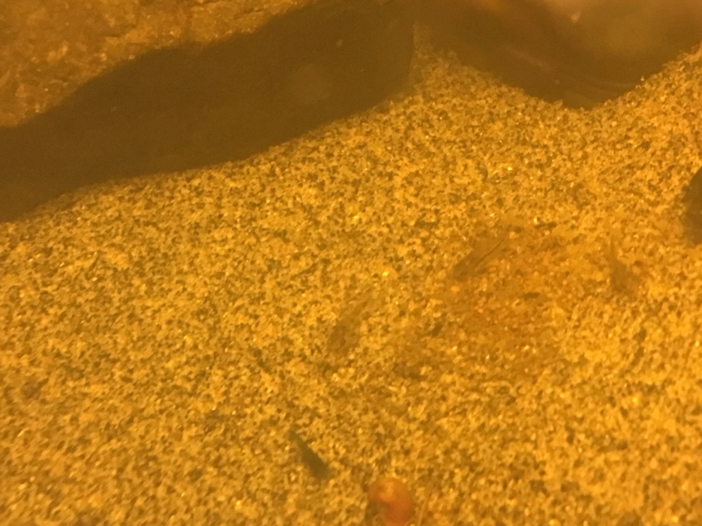 Le 35l spé Cory pygmaeus ! - Page 8 1693d110