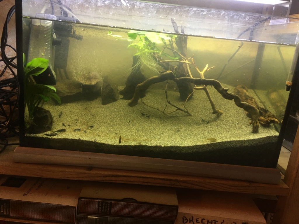 Le 35l spé Cory pygmaeus ! - Page 8 9487ef10