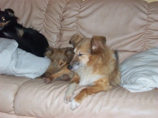 mes chiens et chiots ( que j'ai en ce moment) berger des shetland et malinois Coco_b10