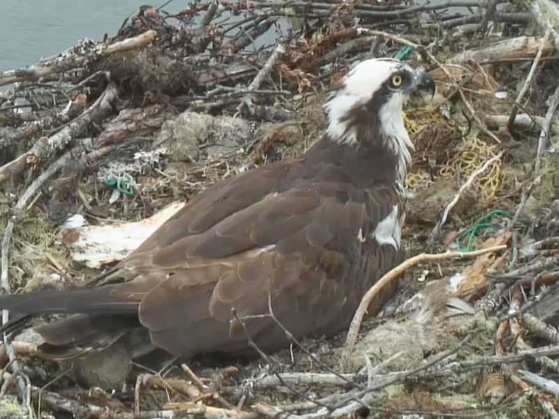 Magnifique web cam  de balbusard pècheur  a voir absolument avec des BB Hatch_14