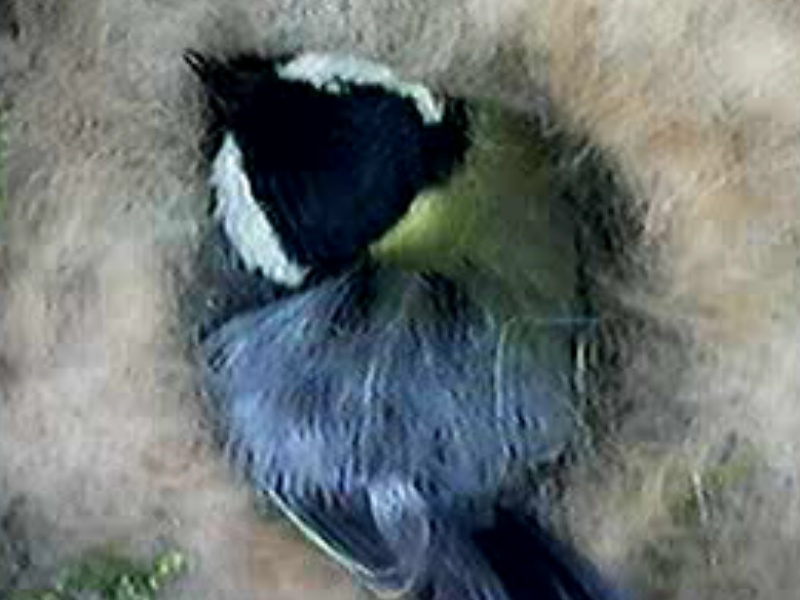 Tite mésange dans son nid (+ web cam 24/24) Masang10