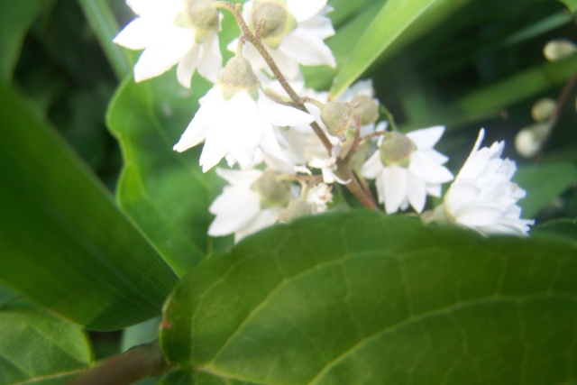 quel nom je porte ? Deutzia  Les_fl32