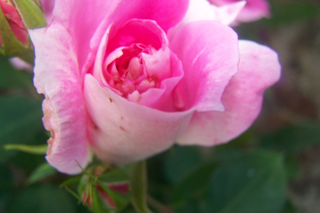 Roses de nos jardins - Page 25 Les_fl37