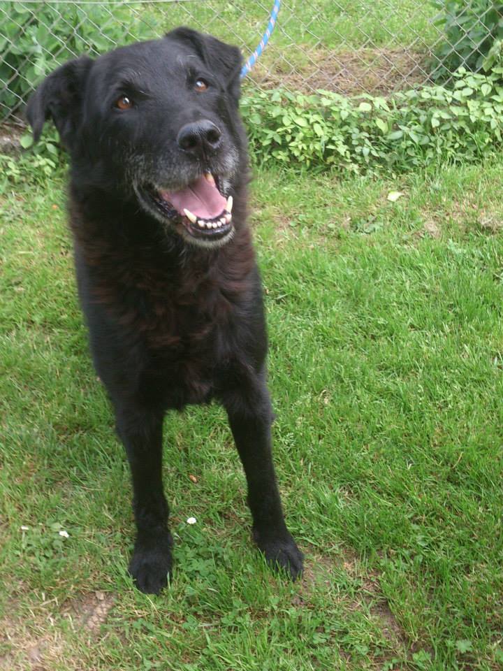 YOUPI - x labrador 11 ans - Refuge Espérance à Appeville Annebault (27) 10024111