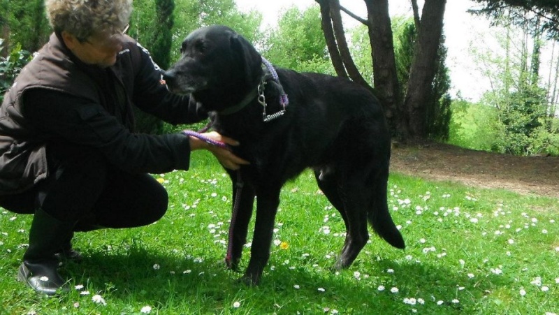 VOLF croisé labrador 9 ans - Aunay sur Odon 14 16495810