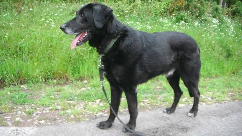 VOLF croisé labrador 9 ans - Aunay sur Odon 14 40182610