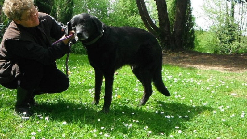 VOLF croisé labrador 9 ans - Aunay sur Odon 14 92283710