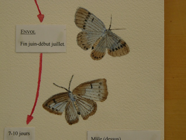Aquarelles 'naturalistes' - papillons Planch11
