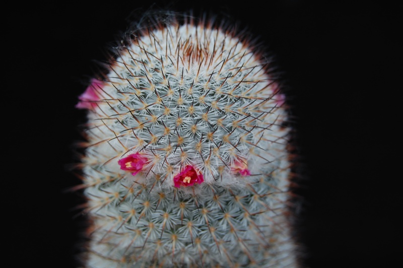 Mammillaria haageana 2489-210