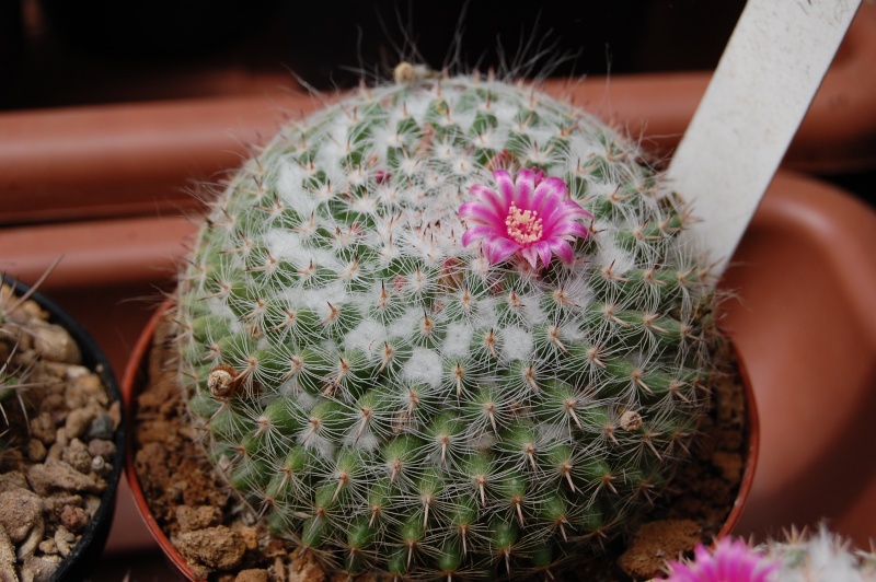 Mammillaria bachmannii Bachma10