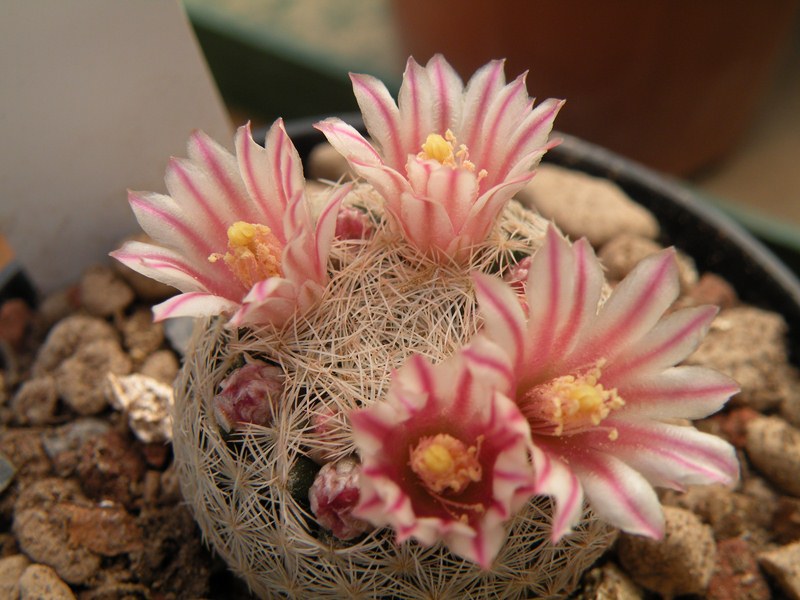 Mammillaria chica Chica_10