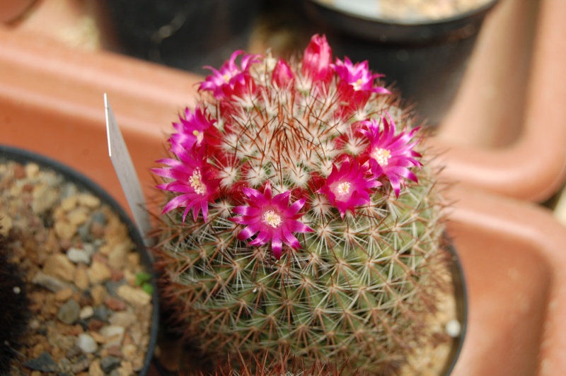 Mammillaria wuthenauiana Wuthen10